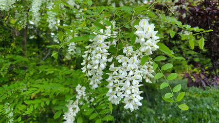blooming white acacia tree in spring