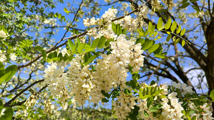 blooming white acacia tree in spring