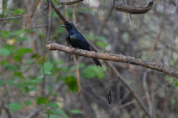Greater Racket-tailed Drongo on branch birdwashing in the forest