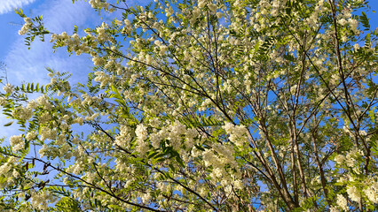 blooming white acacia tree in spring