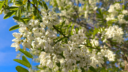 blooming white acacia tree in spring