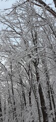 Fototapeta premium Snow covered trees in a forest