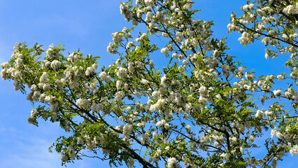 blooming white acacia tree in spring