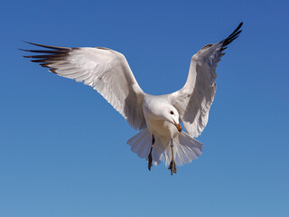 Audouin's Gull in flight, Mallorca, Spain