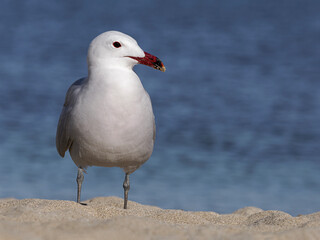 Audouin's Gull standing on the foreshore, Mallorca, Spain