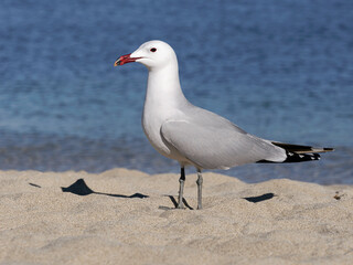 Audouin's Gull standing on the foreshore, Mallorca, Spain