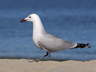 Audouin's Gull walking on the foreshore, Mallorca, Spain