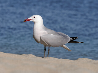 Fototapeta premium Audouin's Gull standing on the foreshore, Mallorca, Spain