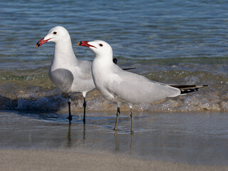 Audouin's Gull courtship couple