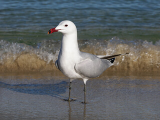 Audouin's Gull standing on the foreshore, Mallorca, Spain