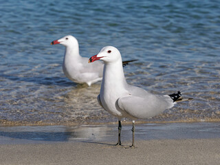 Audouin's Gull courtship couple