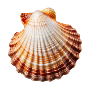 sea shell isolated on transparent background