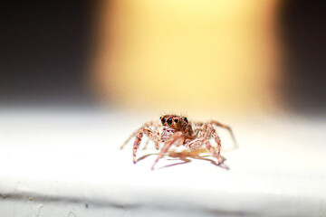 spider on the wall