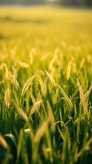 soft focus shot of a field of fresh spring grass, soft focus photography, natural light