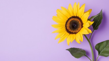 Obraz premium A bright yellow sunflower against a soft lavender backdrop, close-up shot, Stock photo library style