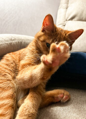 A cute funny ginger cat in an armchair.