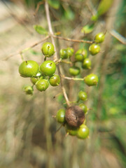 Lawsonia inermis, also known as hina, the henna tree. It has a small, spherical, brownish capsule that contains seeds.
