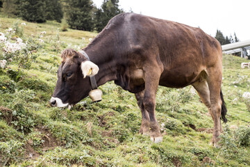 Kuh in Österreichischen Bergen am grasen