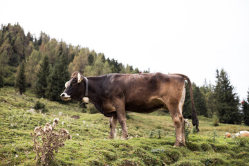Kuh in Österreichischen Bergen