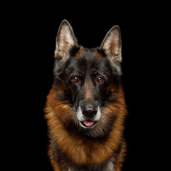 Closeup Portrait of old German Shepherd on Black Background in studio
