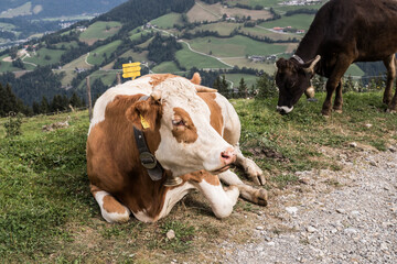 Kuh in Österreichischen Bergen