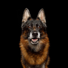 Closeup Portrait of old German Shepherd on Black Background in studio