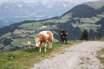 Kühe in Österreichischen Bergen