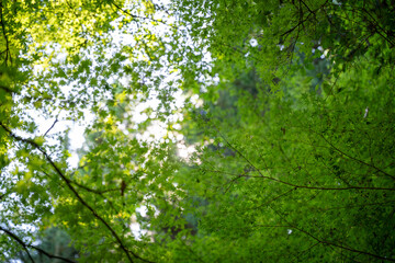 View looking up through green maple leaves on several tree branches, against bright sunshine in late summer in a Japanese forest. Blurred nature background and blue sky with bokeh and lens flare.