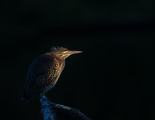 Green heron at sunset