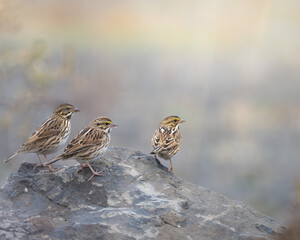 Savannah sparrows perched