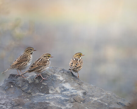 Savannah sparrows perched - Powered by Adobe