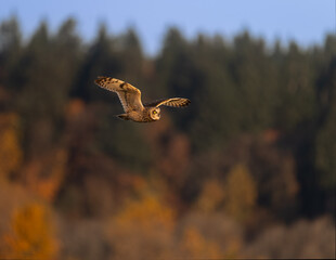 Short-eared owl in flight with fall colors