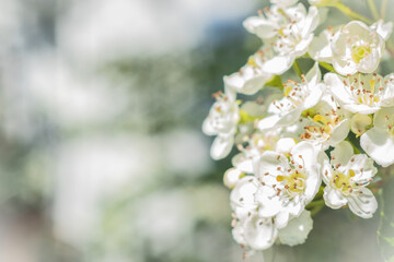 Tree blossom