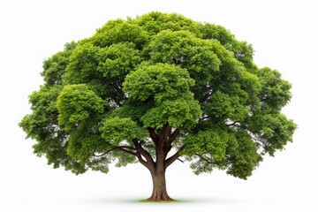 Stunning Isolated Big Tree on White Background Perfect for Nature and Landscape Themes, Ideal for Use in Advertising, Brochures, and Educational Materials Related to Environmental Conservation