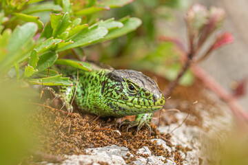 Green lizard on a branch