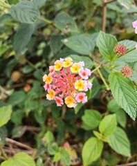 Obraz premium Colorful Lantana Camara Flowers in Natural Light