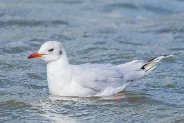 Seagull on the beach