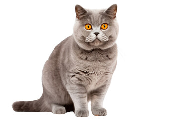 Obraz premium Excellent young blue tortie British Shorthair cat with a plush coat, standing gracefully in a sideways position. The cat's striking deep orange eyes are focused on the camera