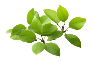 Detailed arrangement of young apple tree leaves with a focus on their bright, healthy appearance and smooth surfaces. The leaves exhibit a mix of light and dark greens