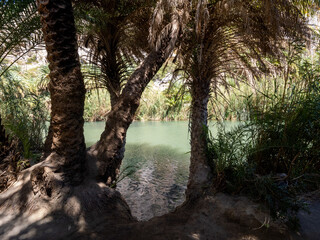 The palm tree forest at Preveli beach, Crete, Greece
