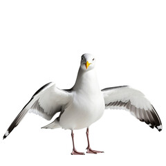 Fototapeta premium 4k backgroundless cutout of a seagull standing with its wings open looking at the camera