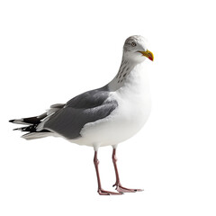 Naklejka premium 4k backgroundless cutout of a seagull perched on the ground looking at the camera