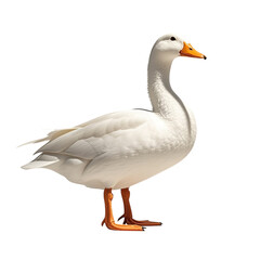 Obraz premium 4k backgroundless cutout of a goose perched on the ground looking at the camera