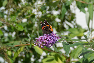 Red admiral butterfly (Vanessa Atalanta) perched on summer lilac in Zurich, Switzerland