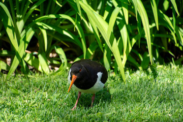 The pied oystercatcher (Haematopus longirostris)