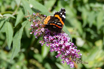 Red admiral butterfly (Vanessa Atalanta) perched on summer lilac in Zurich, Switzerland