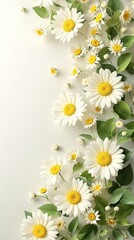 Fototapeta premium Botanical watercolor daisies with green leaves, isolated, flora