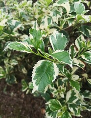 Close Up of Lush Duranta Repens Variegata Leaves in Nature