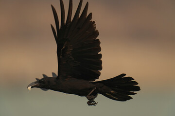 crow large black bird in the sky