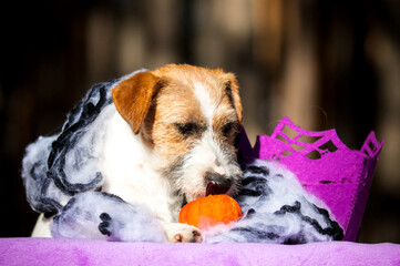 Jack Russell Terrier and Toy